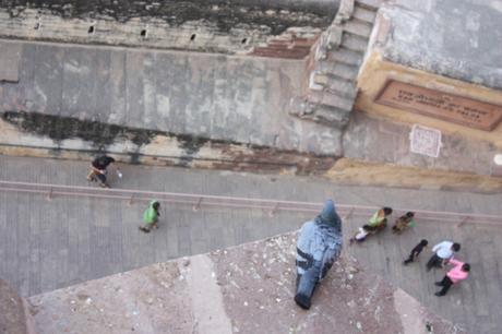 DAILY PHOTO: The World According to a Pigeon Having an Out-of-Body Experience DAILY PHOTO: The World According to a Pigeon Having an Out-of-Body Experience