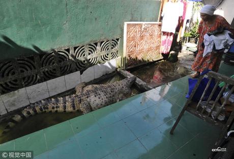 Meet Irwan & Family, Who Lives With A 200 Kg & 6-Foot Long Crocodile