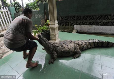 Meet Irwan & Family, Who Lives With A 200 Kg & 6-Foot Long Crocodile