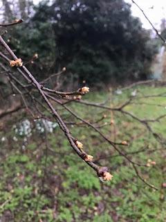 Tree Following February 2018 - a glimpse