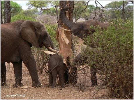 baume tiere elefanten afrika giraffen wallpapers