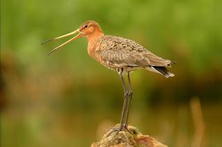 Hand-reared godwits found safe and sound in Portugal