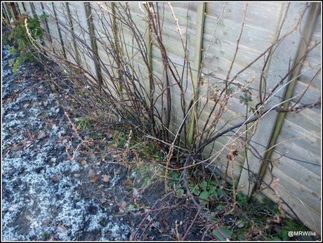 Pruning currant bushes
