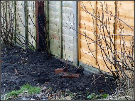 Pruning currant bushes