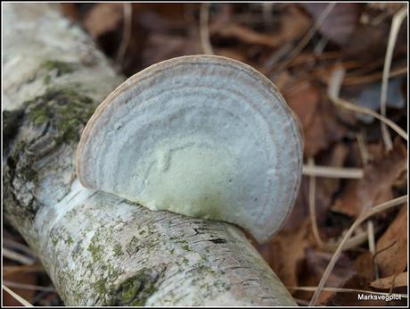 Winter fungi