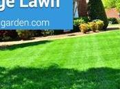 Tips Looking After Large Lawn