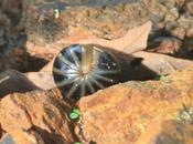 DAILY PHOTO: Coorgi Bugs