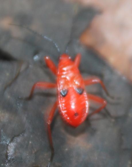 DAILY PHOTO: Coorgi Bugs