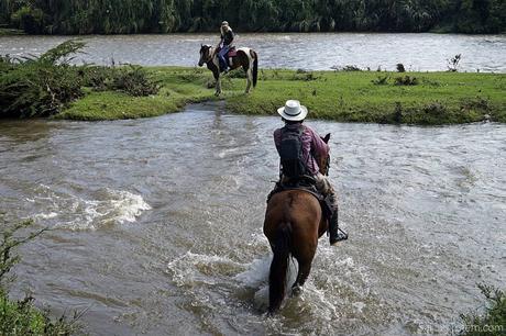 horses and river