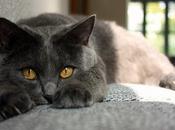 Keep Your Home Pet-Friendly Fresh