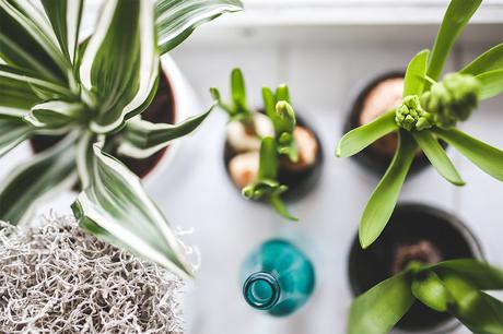 Houseplants and how they can improve your health