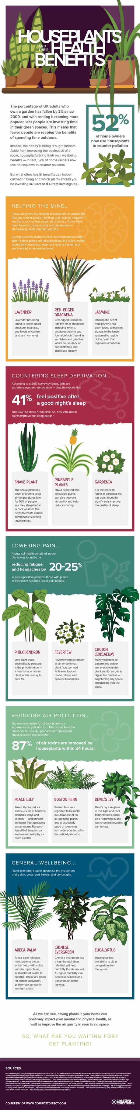 Houseplants and how they can improve your health