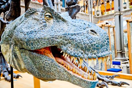 oxford museum, what to do during half term, local museums, local free indoor activities for kids, natural history museum, pitts river museum, 