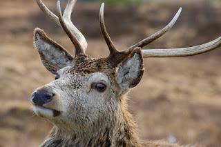 New lowland deer expert panel appointed