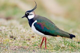 Scotland’s woodland and farmland birds increase, as upland birds decline