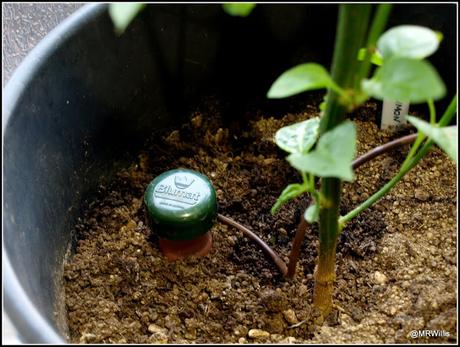 Irrigation device brings Chilli success