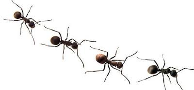 brave soldiers risk lives to carry injured to safety & treated ~ not humans but ants ! story..