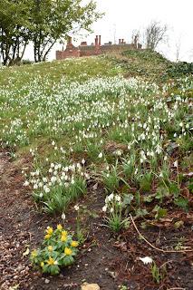 Snowdrops and more at Hodsock Priory