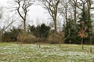Snowdrops and more at Hodsock Priory