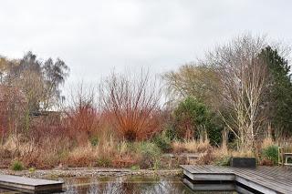 A wintery Ellicar Gardens