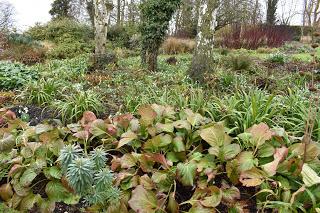 A wintery Ellicar Gardens