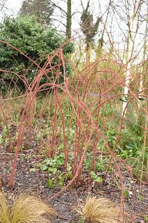 A wintery Ellicar Gardens