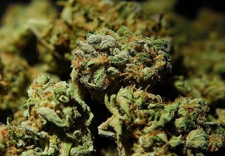 Medical Marijuana Has No Health Risks, World Health Organisation Confirms Weed1 web