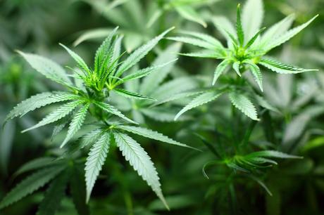 Medical Marijuana Has No Health Risks, World Health Organisation Confirms weed1