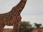 DAILY PHOTO: Curious Giraffe