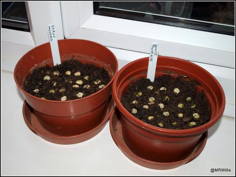 Sowing chilli seeds