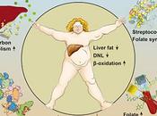 Study: Carb Help Reverse Fatty Liver?