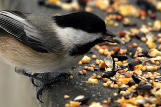 The Bird Feeding Kind