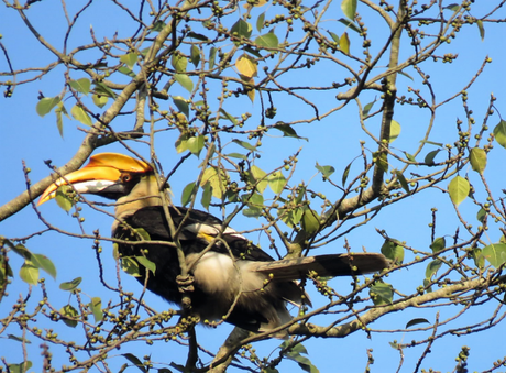 The Great Pied Hornbill