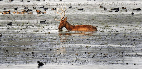 Swamp deer amidst coots and pochards