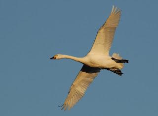 Time flies! The first Bewick’s swan of the season has set off for the Arctic signalling that spring is near