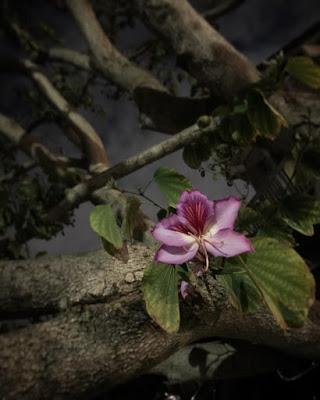 Understanding Yoga for Grief Understanding Yoga for Grief