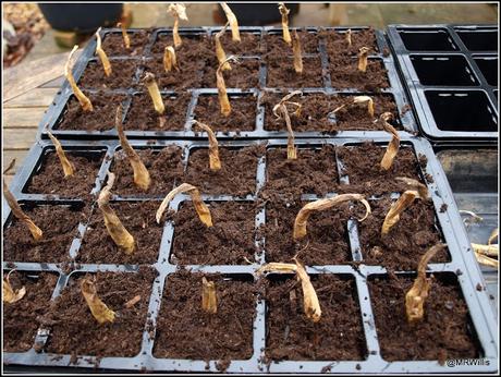 Planting shallots