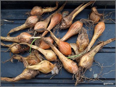 Planting shallots