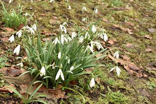 Snowdrops at Evenley Woods