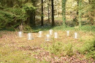 Snowdrops at Evenley Woods