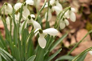 Snowdrops at Evenley Woods