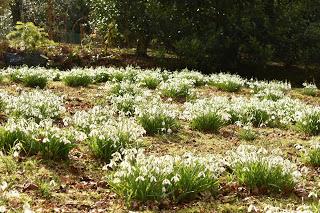 Snowdrops at Evenley Woods