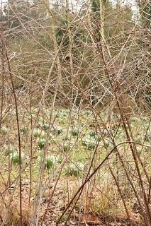 Snowdrops at Evenley Woods