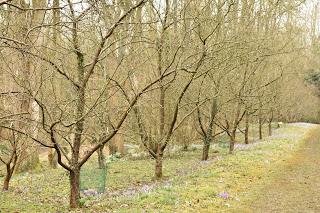 Snowdrops at Evenley Woods