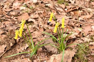 Snowdrops at Evenley Woods