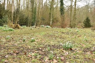 Snowdrops at Evenley Woods