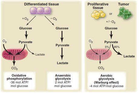 The Warburg Effect and cancer