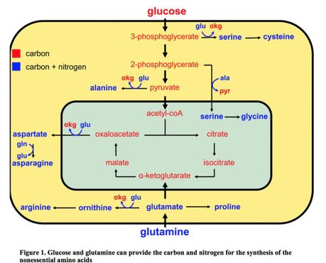 The Warburg Effect and cancer