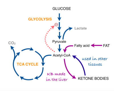 The Warburg Effect and cancer