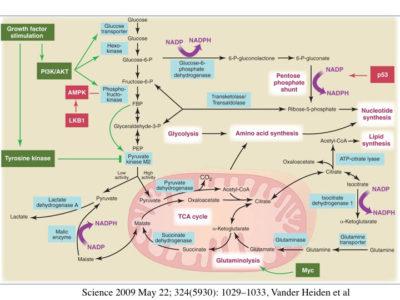 The Warburg Effect and cancer